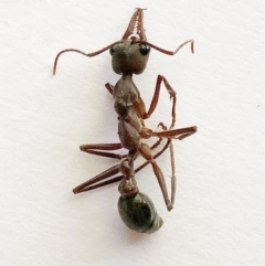 Myrmecia sp. (genus) (Bull ant or Jack Jumper) at Hughes Garran Woodland - 14 Nov 2019 by ruthkerruish