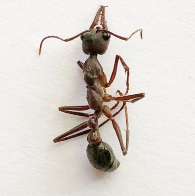 Myrmecia sp. (genus) (Bull ant or Jack Jumper) at Garran, ACT - 14 Nov 2019 by ruthkerruish