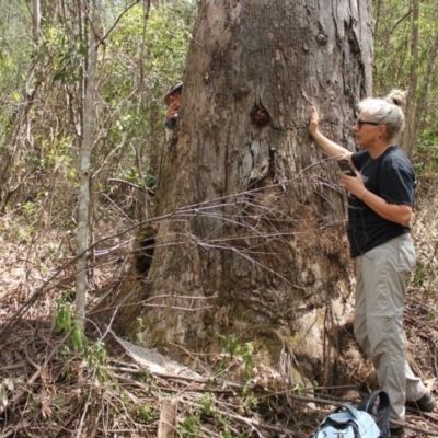 Unverified Gum Tree at Yadboro, NSW - 16 Nov 2019 by nickhopkins