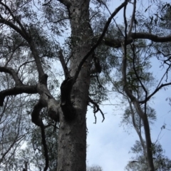 Native tree with hollow(s) (Native tree with hollow(s)) at Yadboro, NSW - 16 Nov 2019 by nickhopkins
