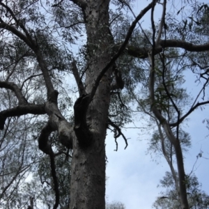 Native tree with hollow(s) at Yadboro, NSW - 16 Nov 2019