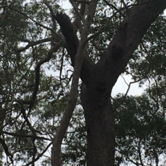 Native tree with hollow(s) (Native tree with hollow(s)) at Currowan, NSW - 15 Nov 2019 by nickhopkins