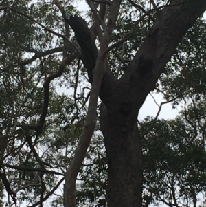 Native tree with hollow(s) at Currowan, NSW - 16 Nov 2019 09:41 AM