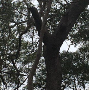 Native tree with hollow(s) at Currowan, NSW - 16 Nov 2019