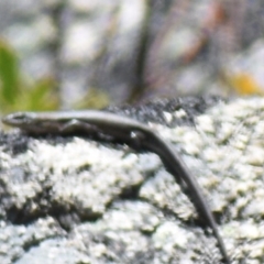 Liopholis montana (Mountain Skink, Tan-backed Skink) at Cotter River, ACT - 16 Nov 2019 by BrianLR