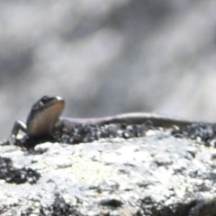 Liopholis montana at Cotter River, ACT - suppressed