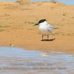 Gelochelidon macrotarsa (Australian Tern) at Culburra Beach, NSW - 3 Oct 2019 by CharlesDove