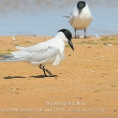 Gelochelidon macrotarsa at Culburra Beach, NSW - 3 Oct 2019