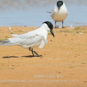 Gelochelidon macrotarsa at Culburra Beach, NSW - 3 Oct 2019 12:00 AM