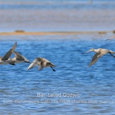 Limosa lapponica (Bar-tailed Godwit) at Culburra Beach, NSW - 3 Oct 2019 by CharlesDove