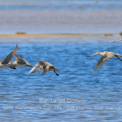 Limosa lapponica (Bar-tailed Godwit) at Culburra Beach, NSW - 2 Oct 2019 by Charles Dove