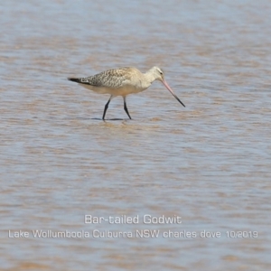 Limosa lapponica at Culburra Beach, NSW - 3 Oct 2019 12:00 AM