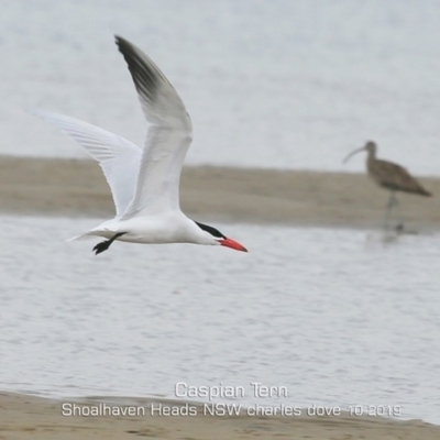 Hydroprogne caspia (Caspian Tern) at Shoalhaven Heads, NSW - 6 Oct 2019 by CharlesDove