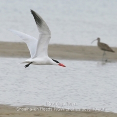 Hydroprogne caspia (Caspian Tern) at Shoalhaven Heads, NSW - 5 Oct 2019 by Charles Dove