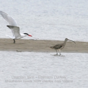 Hydroprogne caspia at Shoalhaven Heads, NSW - 6 Oct 2019