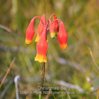 Blandfordia nobilis (Christmas Bells) at Dolphin Point, NSW - 28 Sep 2019 by Charles Dove