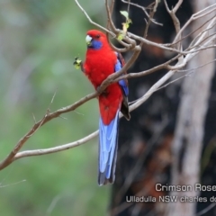 Platycercus elegans (Crimson Rosella) at South Pacific Heathland Reserve - 2 Oct 2019 by Charles Dove