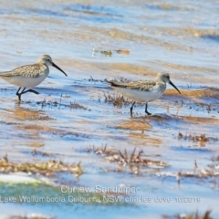 Calidris ferruginea (Curlew Sandpiper) at Jervis Bay National Park - 2 Nov 2019 by Charles Dove