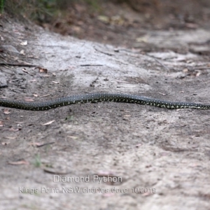 Morelia spilota spilota at Burrill Lake, NSW - 4 Nov 2019 12:00 AM