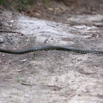 Morelia spilota spilota (Diamond Python) at Burrill Lake, NSW - 4 Nov 2019 by CharlesDove