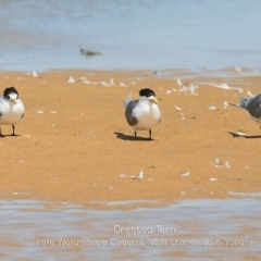 Thalasseus bergii (Crested Tern) at Culburra Beach, NSW - 3 Oct 2019 by CharlesDove