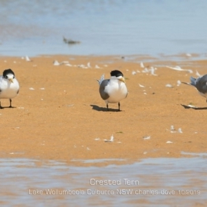 Thalasseus bergii at Culburra Beach, NSW - 3 Oct 2019 12:00 AM