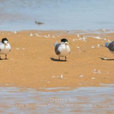 Thalasseus bergii (Crested Tern) at Jervis Bay National Park - 2 Oct 2019 by Charles Dove