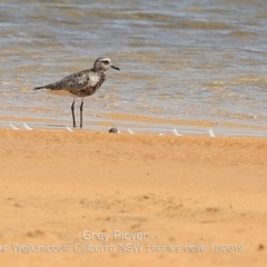 Pluvialis squatarola (Grey Plover) at Culburra Beach, NSW - 3 Oct 2019 by CharlesDove