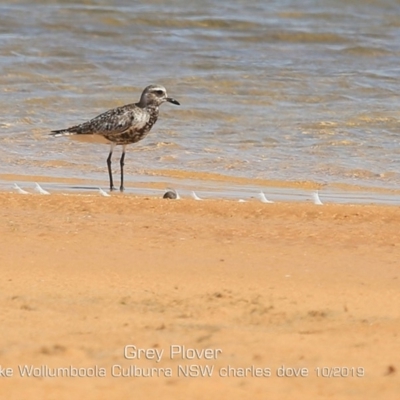 Pluvialis squatarola (Grey Plover) at Culburra Beach, NSW - 2 Oct 2019 by Charles Dove