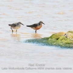 Calidris canutus (Red Knot) at Culburra Beach, NSW - 3 Oct 2019 by CharlesDove