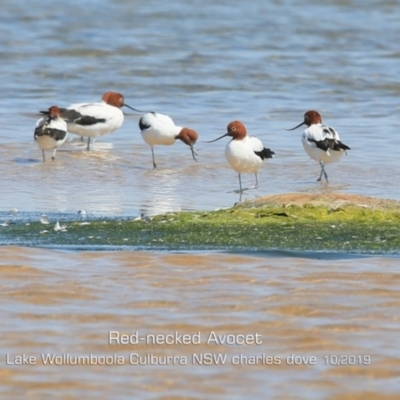 Recurvirostra novaehollandiae (Red-necked Avocet) at Culburra Beach, NSW - 2 Oct 2019 by Charles Dove