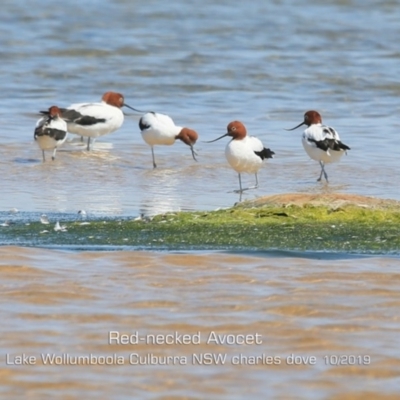 Recurvirostra novaehollandiae (Red-necked Avocet) at Culburra Beach, NSW - 3 Oct 2019 by CharlesDove