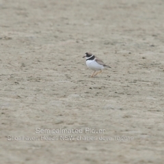 Charadrius semipalmatus (Semipalmated Plover) at Comerong Island, NSW - 6 Oct 2019 by CharlesDove