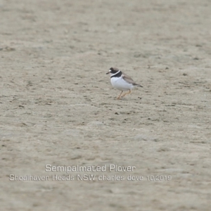 Charadrius semipalmatus at Comerong Island, NSW - 6 Oct 2019