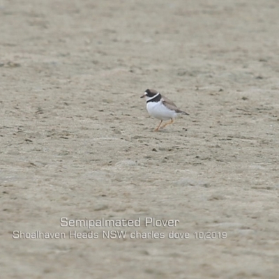 Charadrius semipalmatus (Semipalmated Plover) at Comerong Island, NSW - 5 Oct 2019 by CharlesDove