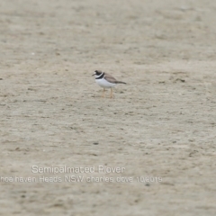 Charadrius semipalmatus at Comerong Island, NSW - 6 Oct 2019