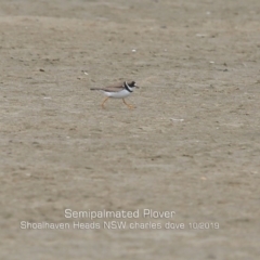 Charadrius semipalmatus at Comerong Island, NSW - 6 Oct 2019