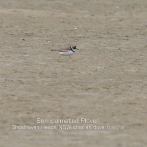 Charadrius semipalmatus at Comerong Island, NSW - 6 Oct 2019