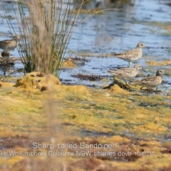 Calidris acuminata (Sharp-tailed Sandpiper) at Jervis Bay National Park - 2 Oct 2019 by Charles Dove