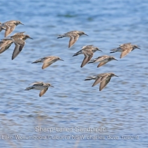 Calidris acuminata at Culburra Beach, NSW - 3 Oct 2019