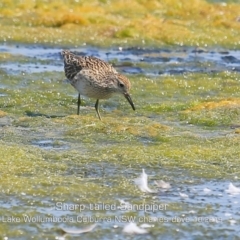 Calidris acuminata at Culburra Beach, NSW - 3 Oct 2019