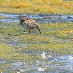 Calidris acuminata at Culburra Beach, NSW - 3 Oct 2019 12:00 AM