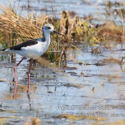Himantopus leucocephalus (Pied Stilt) at Culburra Beach, NSW - 2 Oct 2019 by Charles Dove