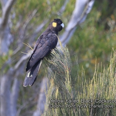 Zanda funerea (Yellow-tailed Black-Cockatoo) at Meroo National Park - 28 Sep 2019 by Charles Dove