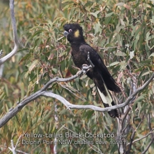 Zanda funerea at Dolphin Point, NSW - 29 Sep 2019