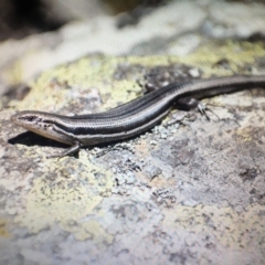 Acritoscincus duperreyi (Eastern Three-lined Skink) at Cotter River, ACT - 16 Nov 2019 by BrianLR