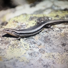 Acritoscincus duperreyi (Eastern Three-lined Skink) at Cotter River, ACT - 16 Nov 2019 by BrianHerps