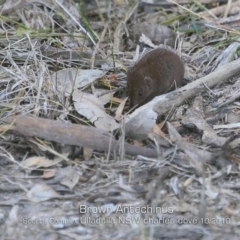 Antechinus stuartii (Brown Antechinus) at Ulladulla, NSW - 16 Oct 2019 by CharlesDove