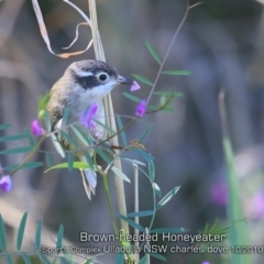 Melithreptus brevirostris (Brown-headed Honeyeater) at Ulladulla, NSW - 16 Oct 2019 by CharlesDove