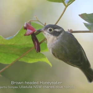 Melithreptus brevirostris at Ulladulla, NSW - 16 Oct 2019